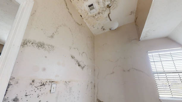 Best Residential Mold Inspection & Testing  in Bridgeport, NE
