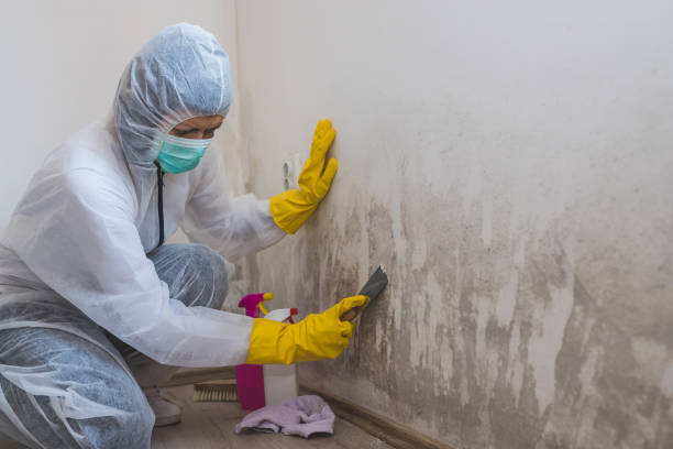 Best Mold Damage Restoration  in Bridgeport, NE