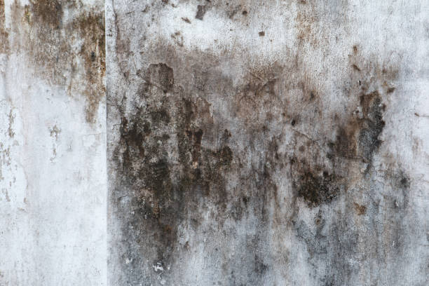 Best Asbestos and Lead Testing During Mold Inspection  in Bridgeport, NE