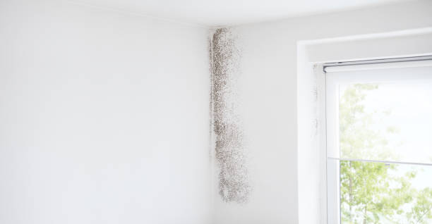 Best Water Damage & Mold Remediation  in Bridgeport, NE