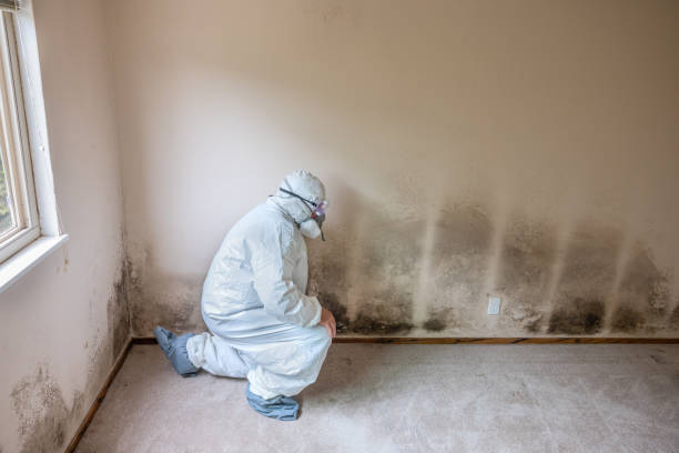 Best Post-Construction Mold Inspection  in Bridgeport, NE