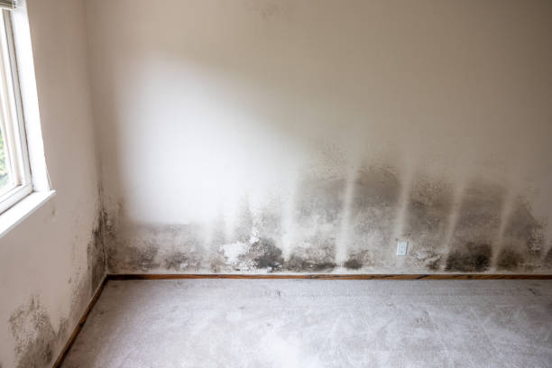 Best Commercial Mold Inspection  in Bridgeport, NE