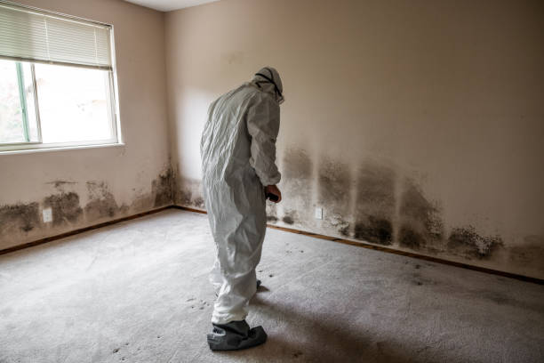 Best Emergency Mold Remediation  in Bridgeport, NE