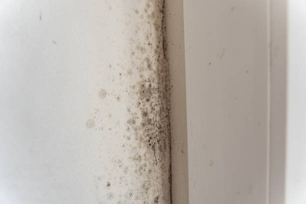 Best HVAC Mold Inspection and Cleaning  in Bridgeport, NE